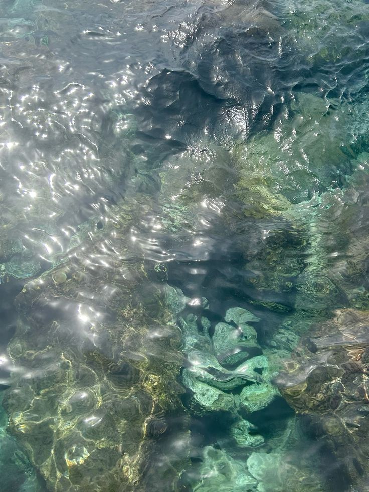Spirulina