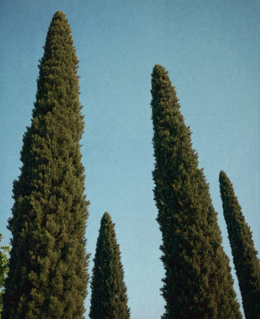 Mediterranean Cypress