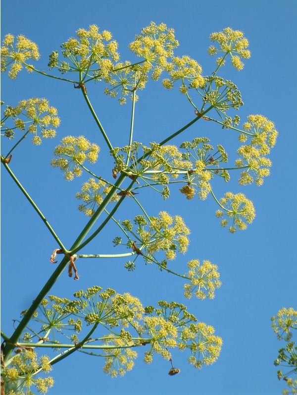 Sea Fennel